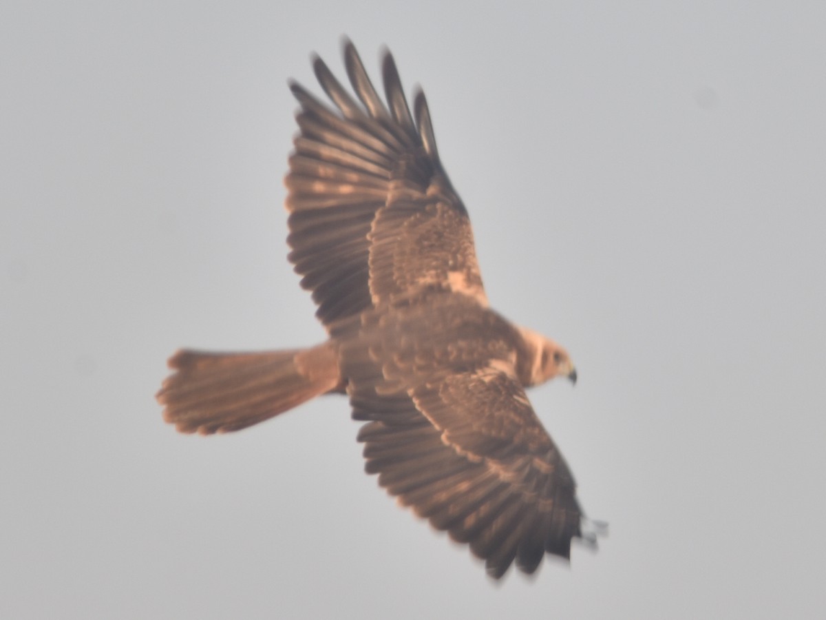 Western Marsh Harrier - ML499003301