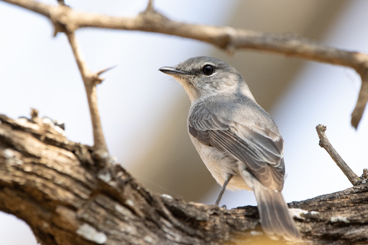 Gray Tit-Flycatcher - Carsten Sekula