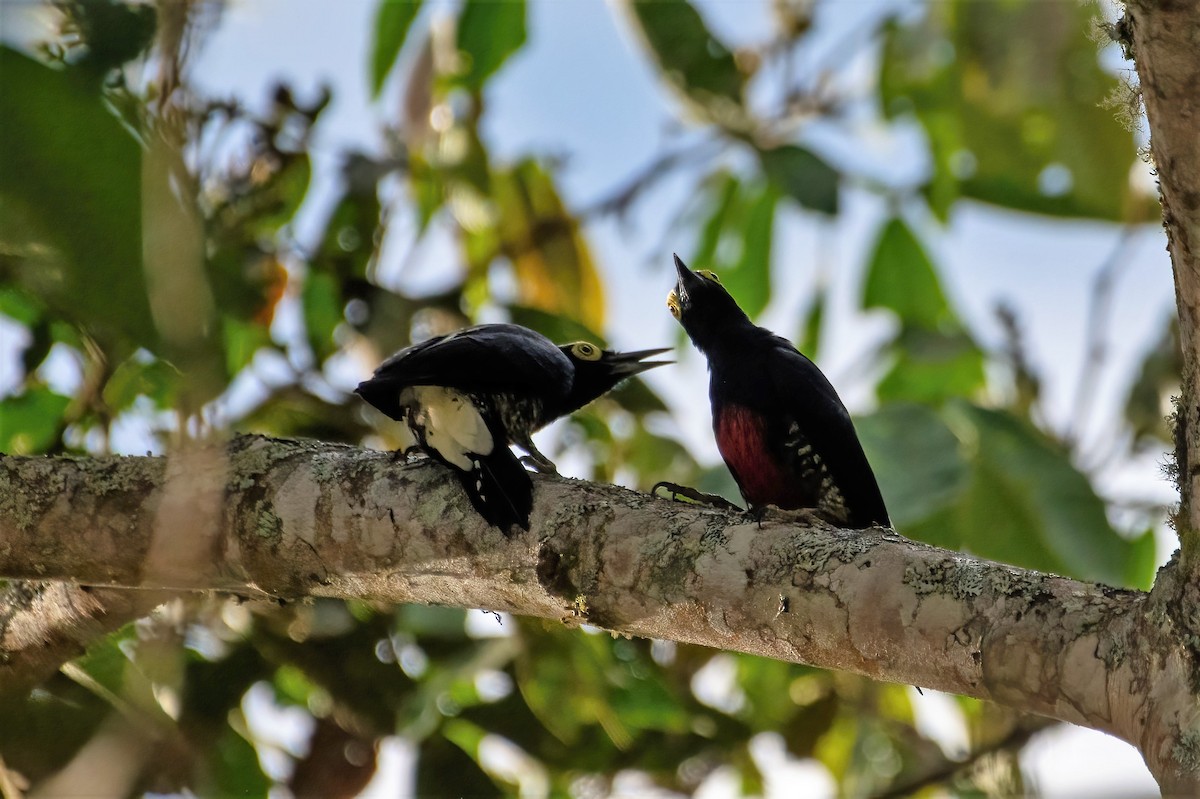 Yellow-tufted Woodpecker - ML499004971