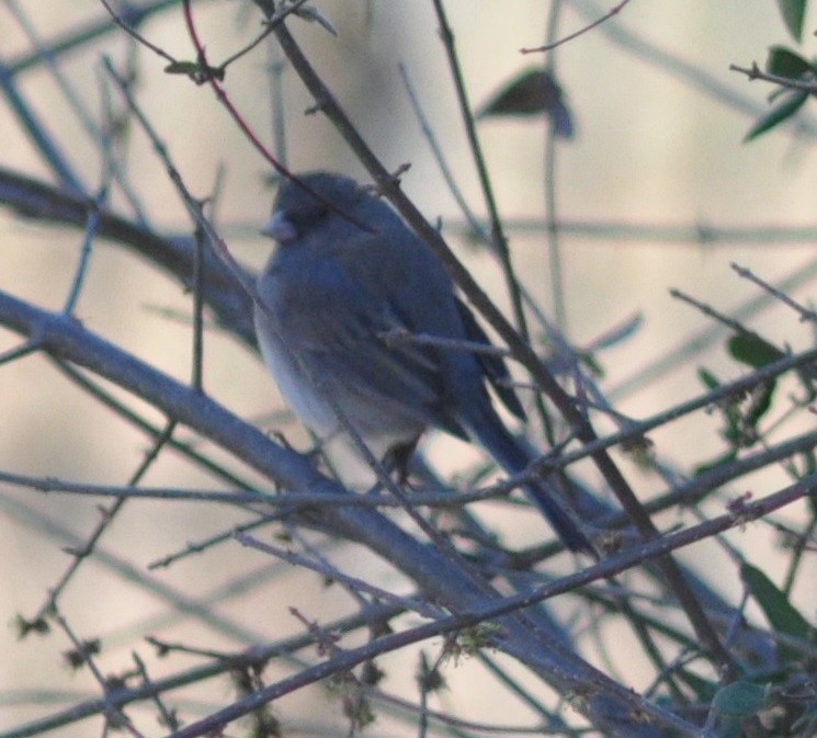 Dark-eyed Junco - ML49900521