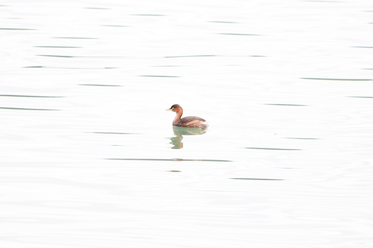 Little Grebe - ML499006711