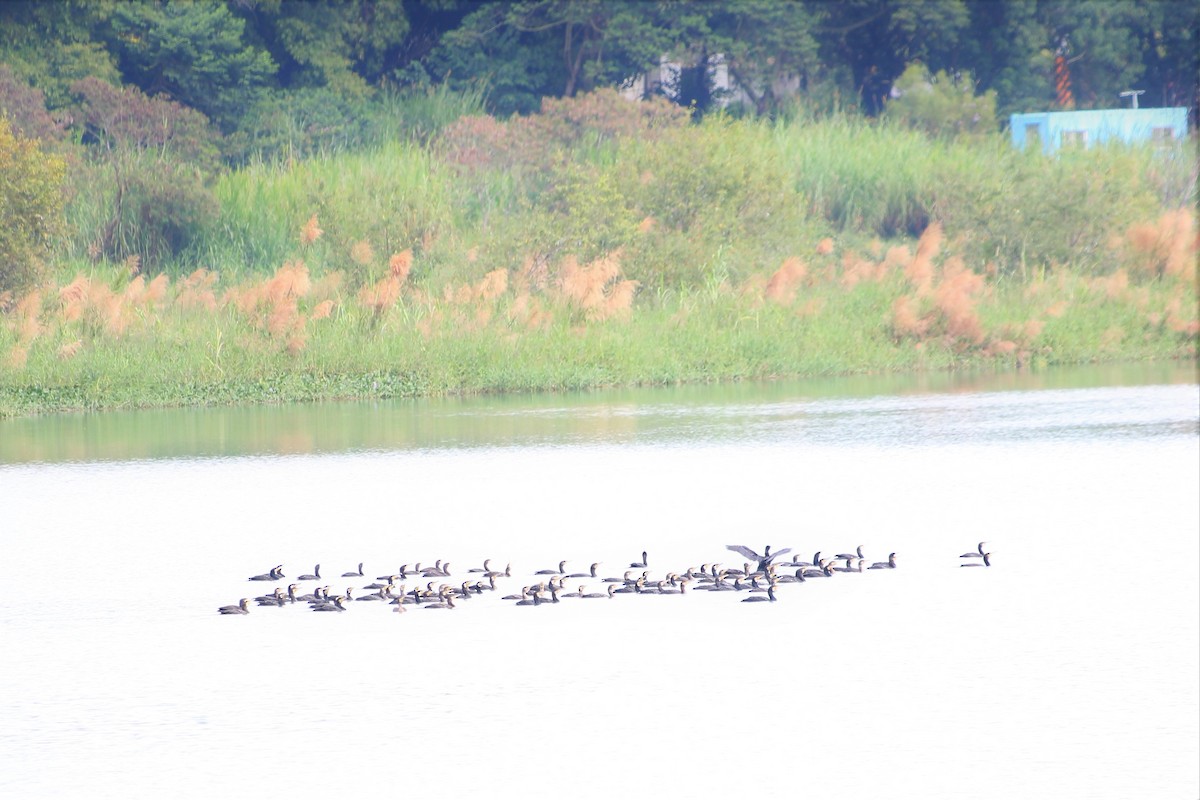 Great Cormorant - ML499006811