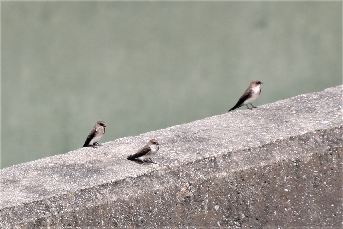 Gray-throated Martin - ML499006921
