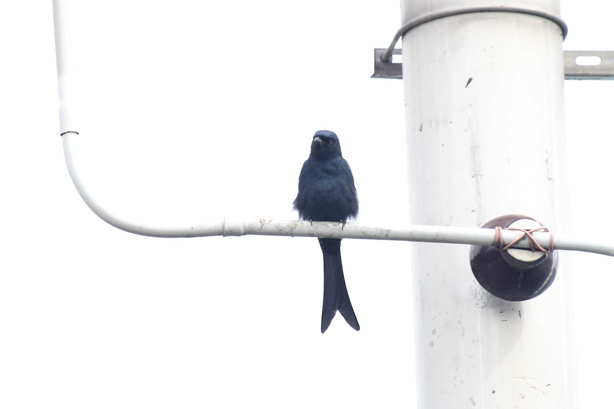 Black Drongo - ML499007041