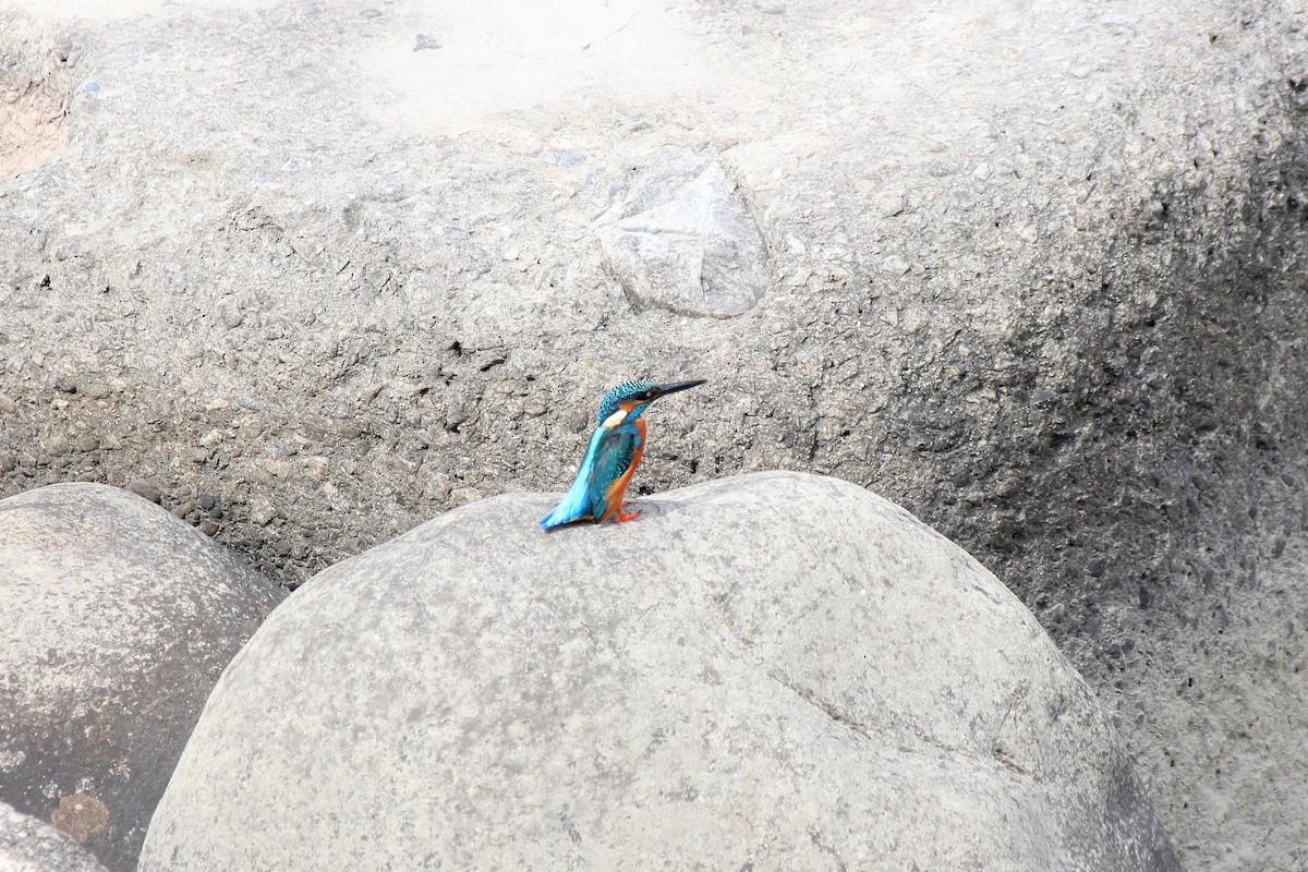 Common Kingfisher - ML499007071