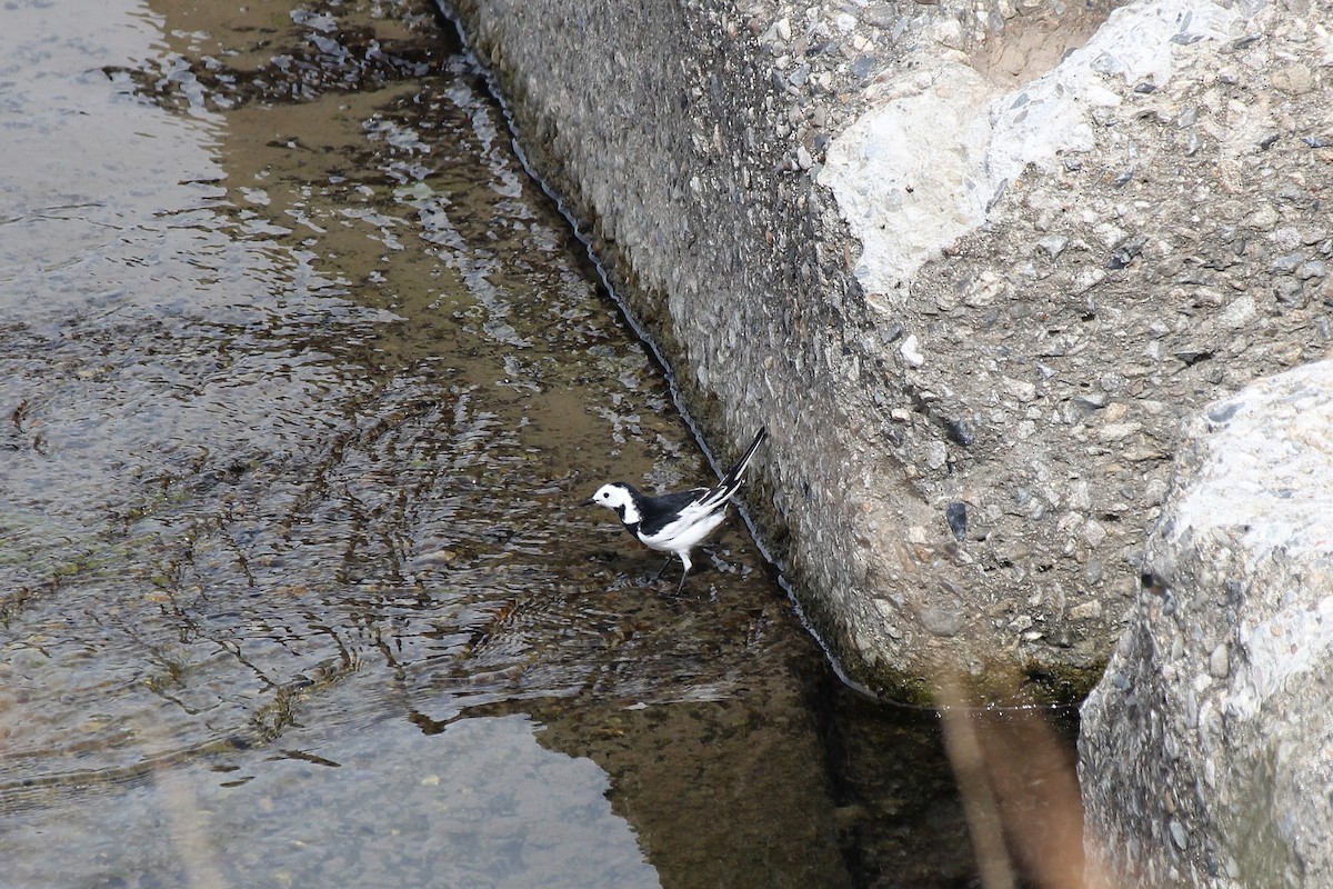 White Wagtail - ML499007191