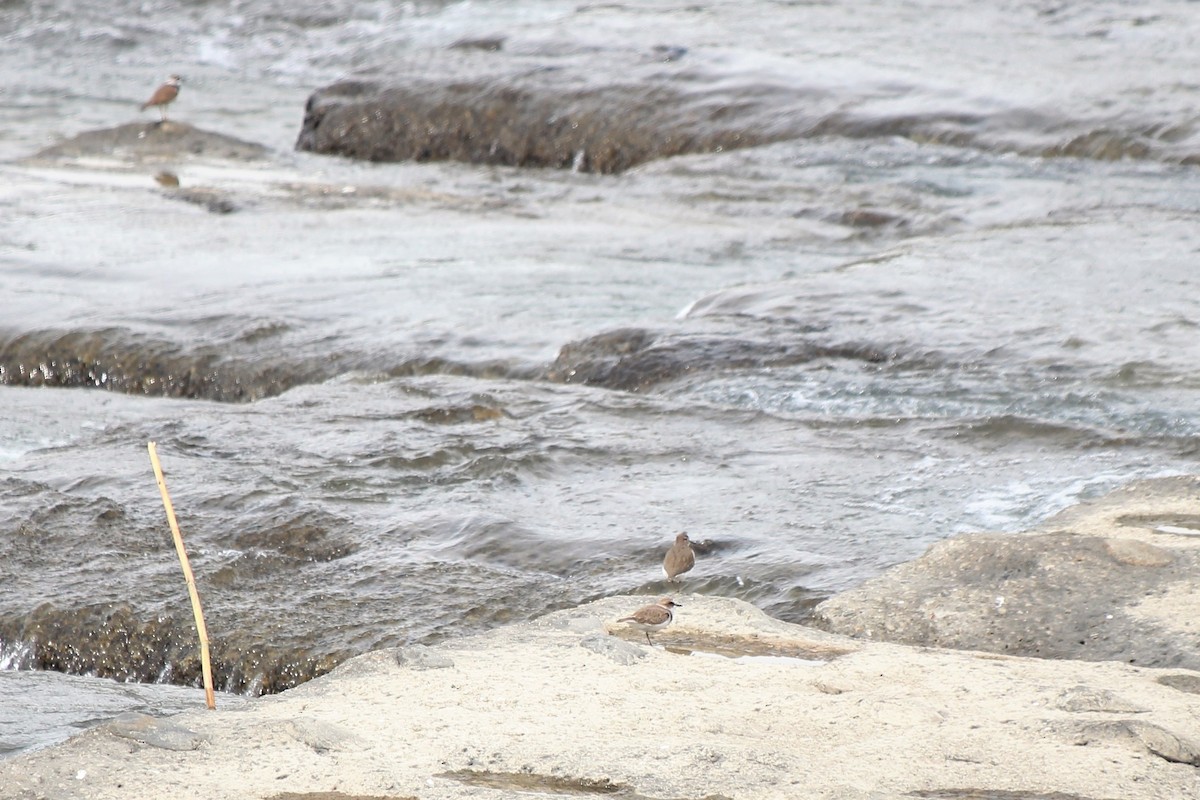 Common Sandpiper - ML499007261