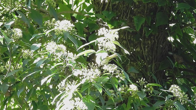 Black-faced Warbler - ML499007541