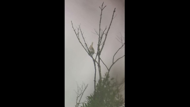 Bare-throated Bellbird - ML499007551