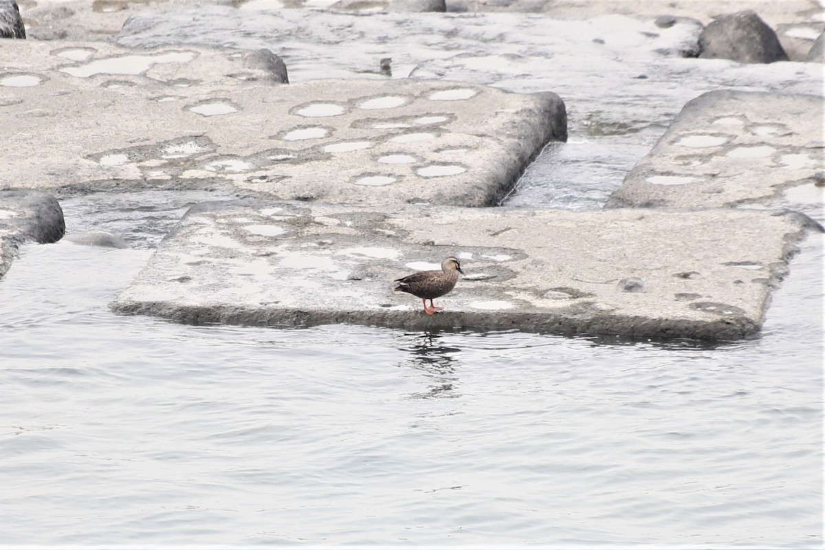Eastern Spot-billed Duck - ML499007741
