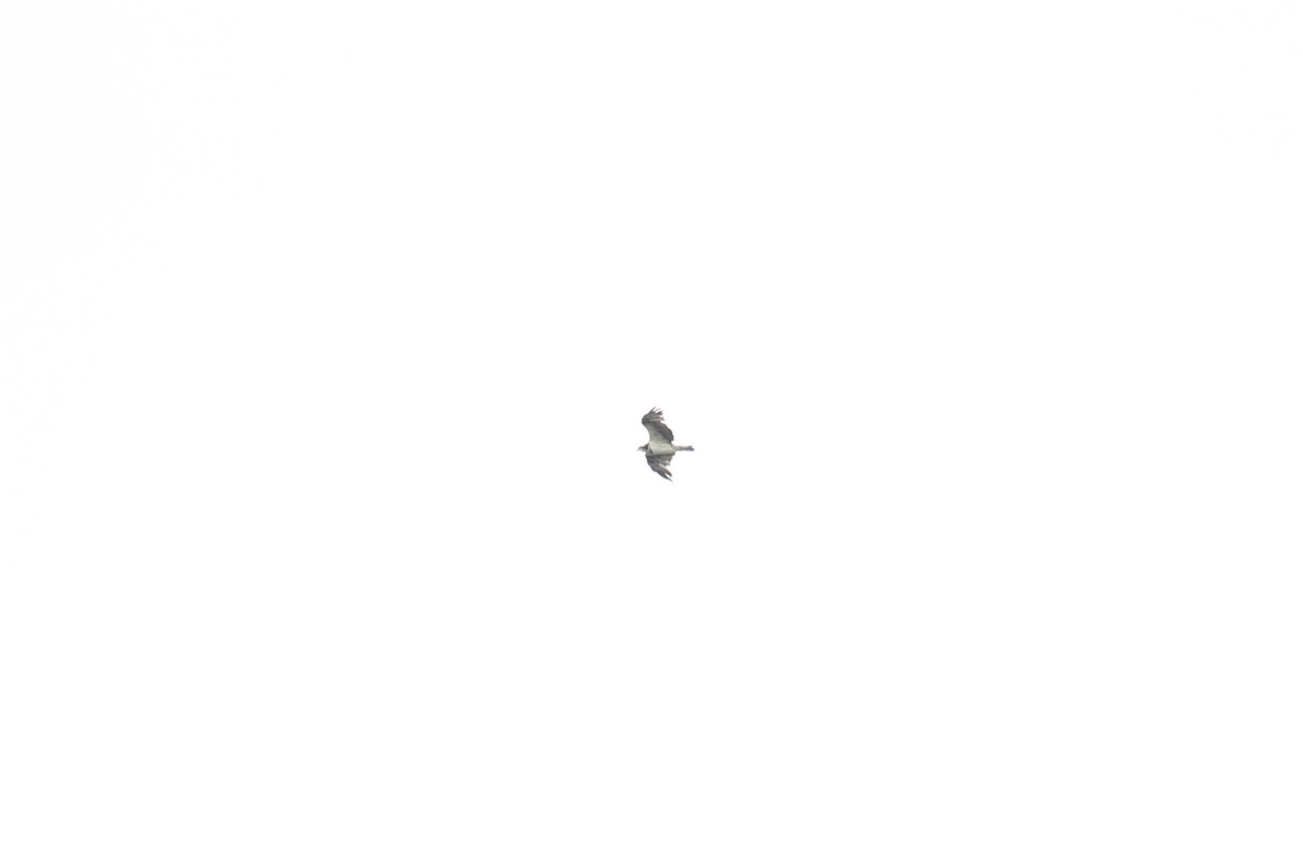 Osprey - ML499007941