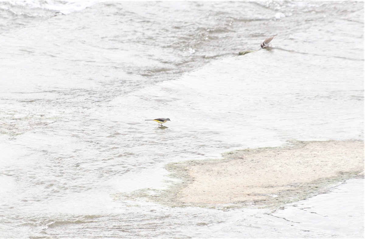 Gray Wagtail - ML499008131