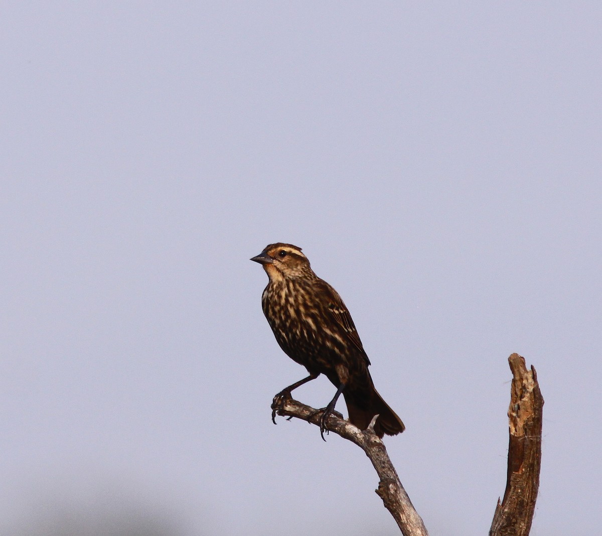 Red-winged Blackbird - ML499008911