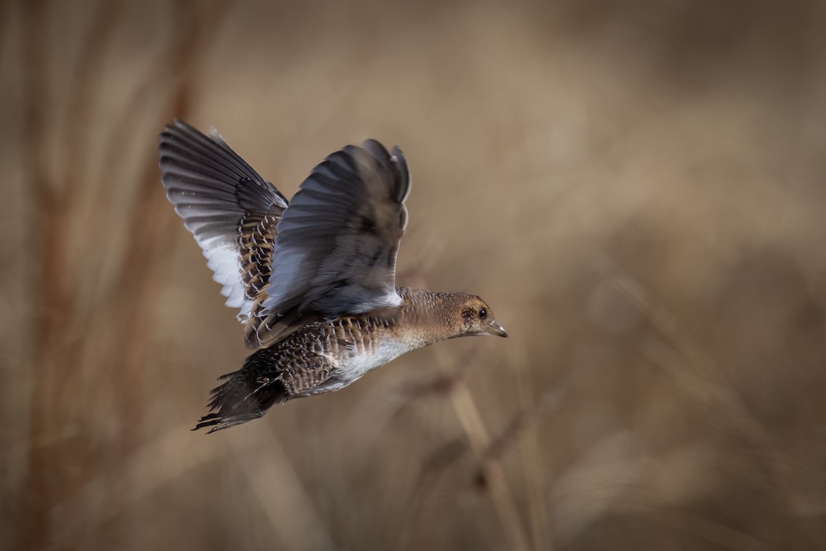 Yellow Rail - Graham Gerdeman