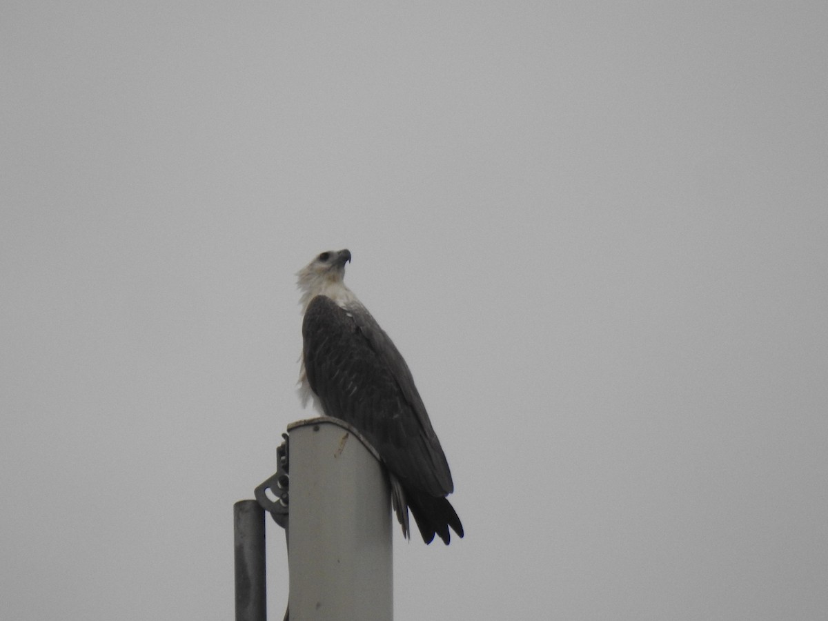 White-bellied Sea-Eagle - ML499011951