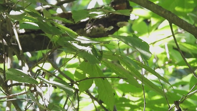 Black-faced Warbler - ML499012091