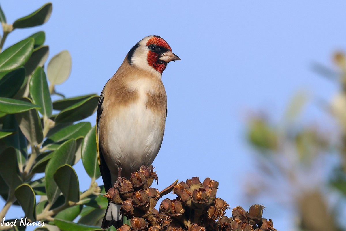 European Goldfinch - ML499012331