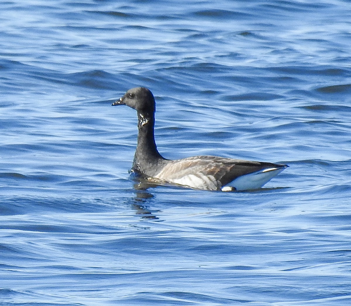 Barnacla Carinegra - ML499013681