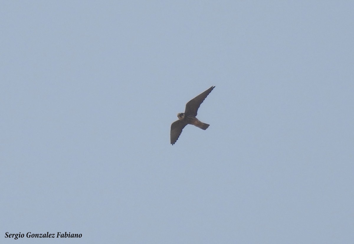 Eurasian Hobby - ML499017081