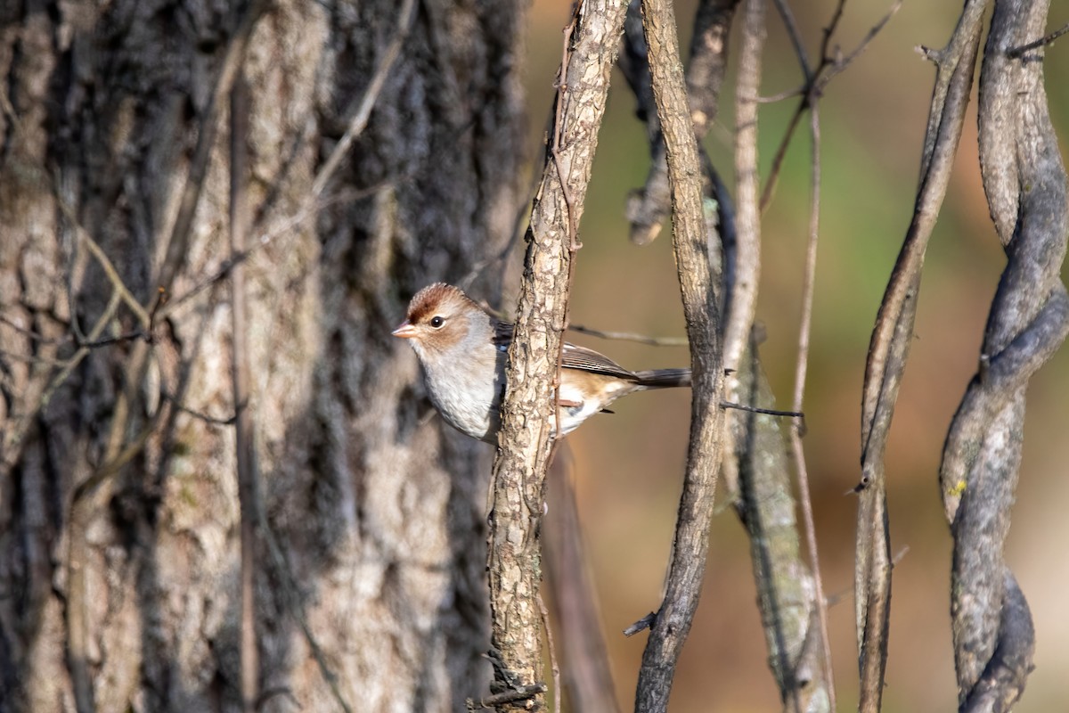 White-crowned Sparrow - ML499017991