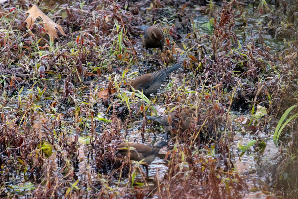 Rusty Blackbird - ML499018241