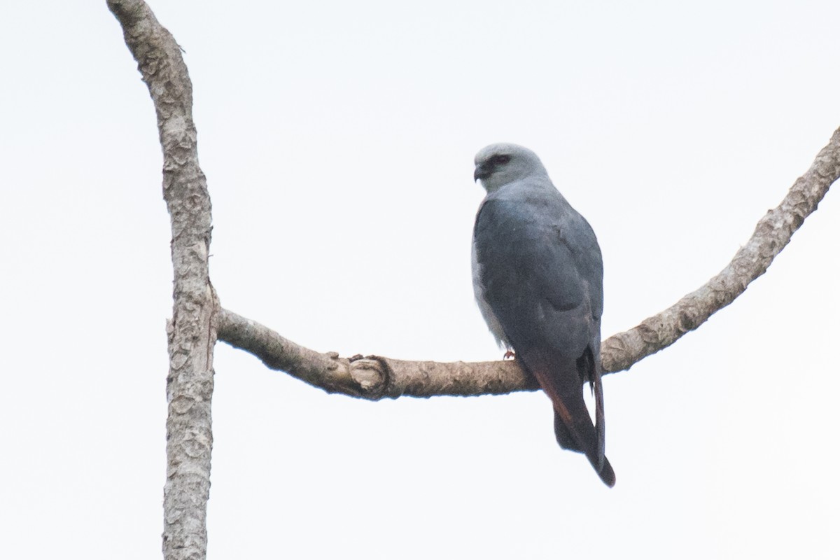 Plumbeous Kite - ML499018841