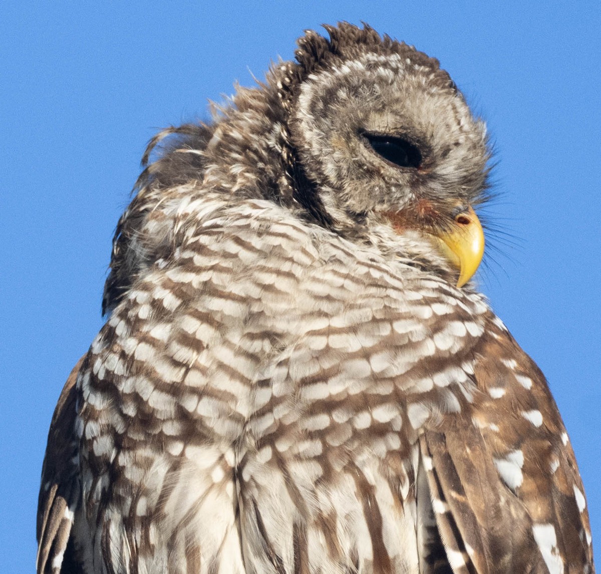 Barred Owl - William Blodgett Jr.