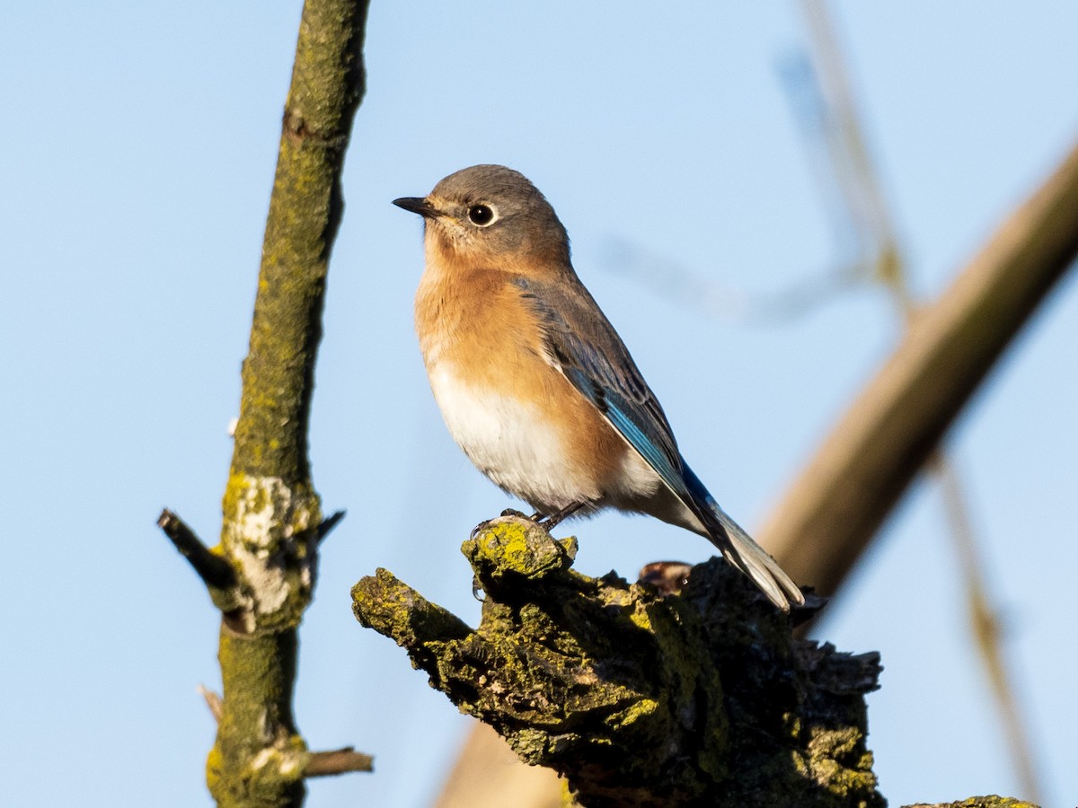 Eastern Bluebird - ML499020241