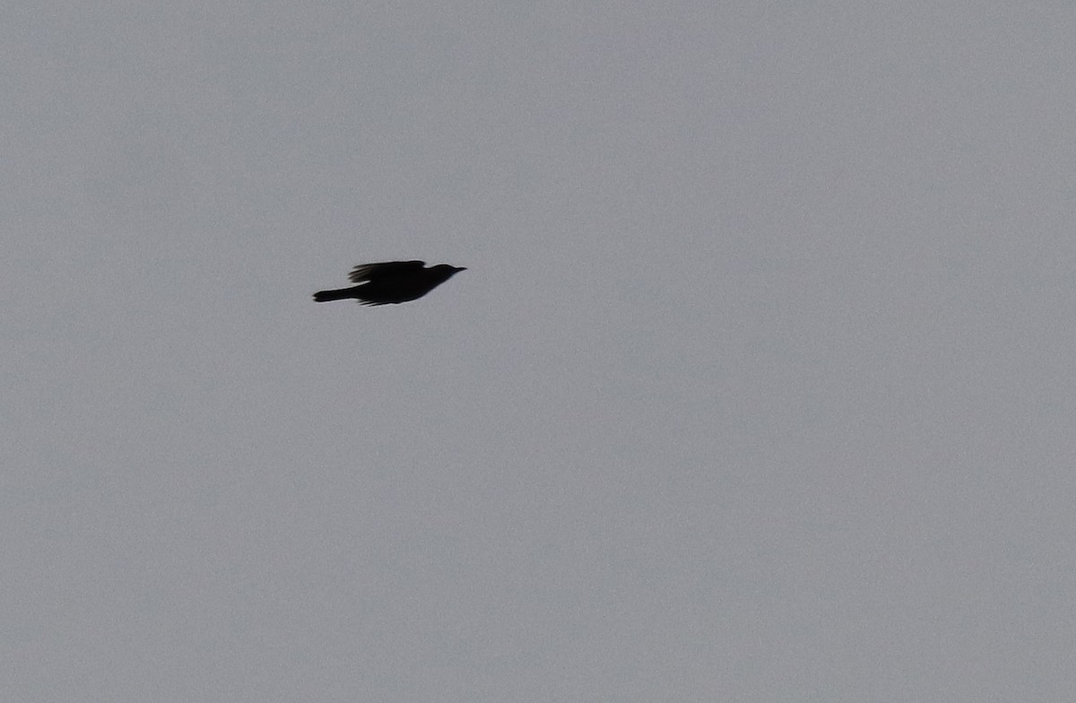 Eurasian Blackbird - ML499021061
