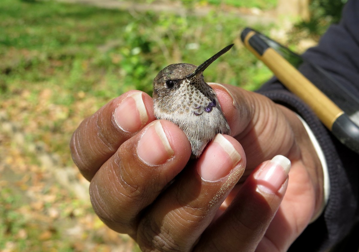 Black-chinned Hummingbird - ML49902171