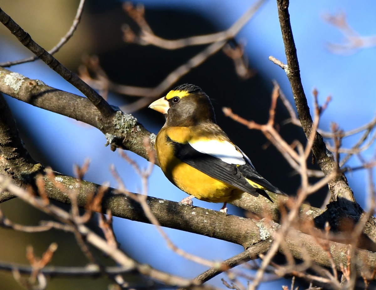 Evening Grosbeak - ML499022241