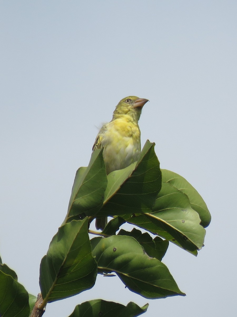 Heuglin's Masked-Weaver - Eric  Froelich