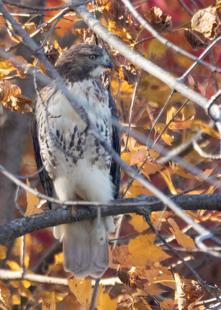 Red-tailed Hawk - ML499022891