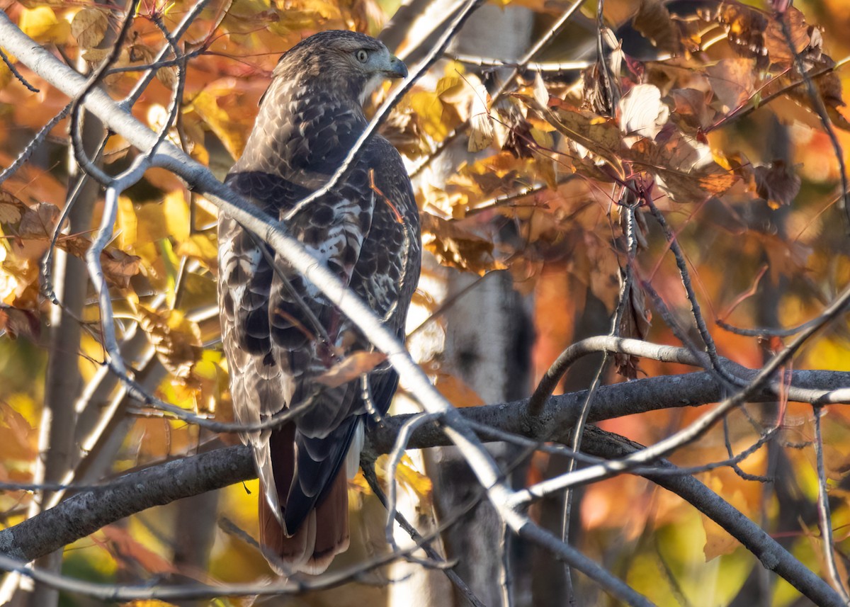 Red-tailed Hawk - ML499022901