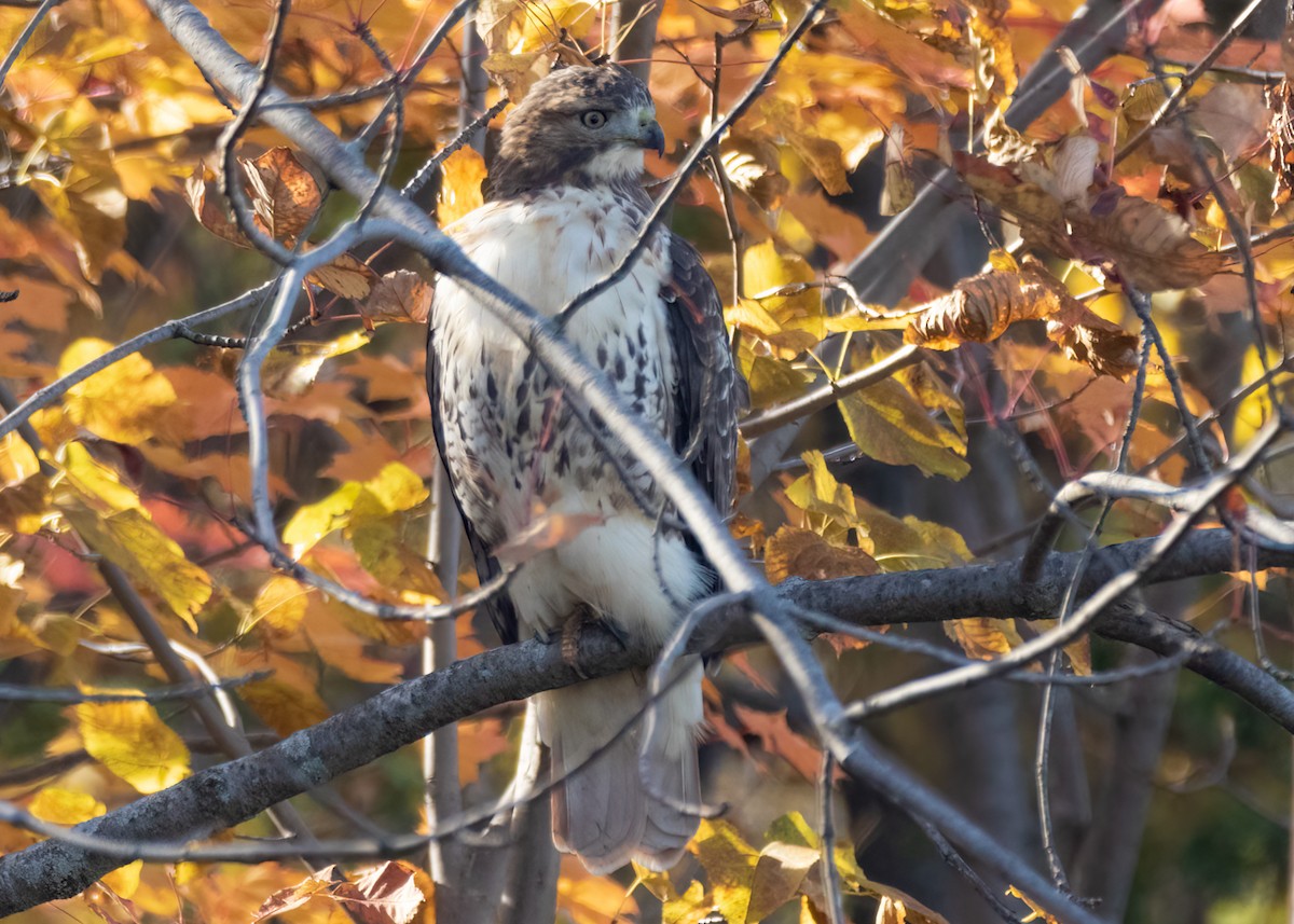 Red-tailed Hawk - ML499022911