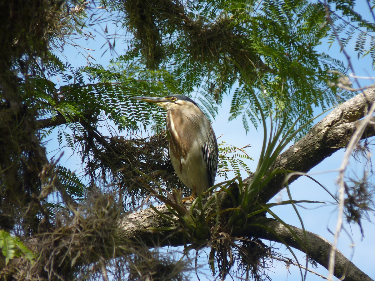 Striated Heron - ML499023551