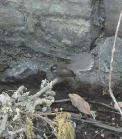 White-browed Fantail - ML49903221