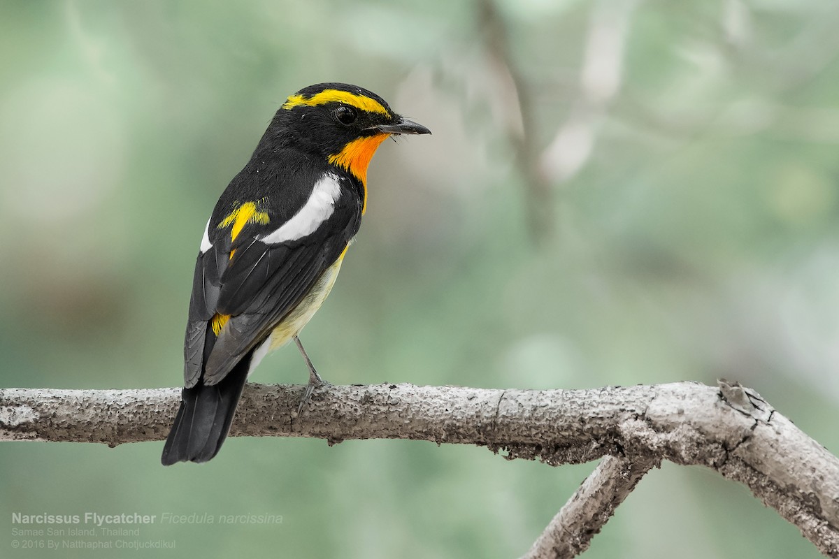 Narcissus Flycatcher - ML49903611