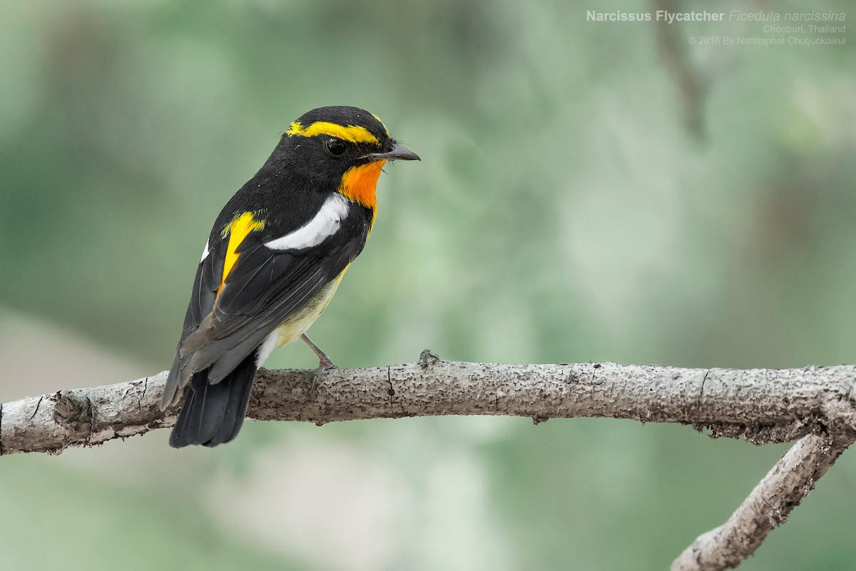 Narcissus Flycatcher - ML49903651