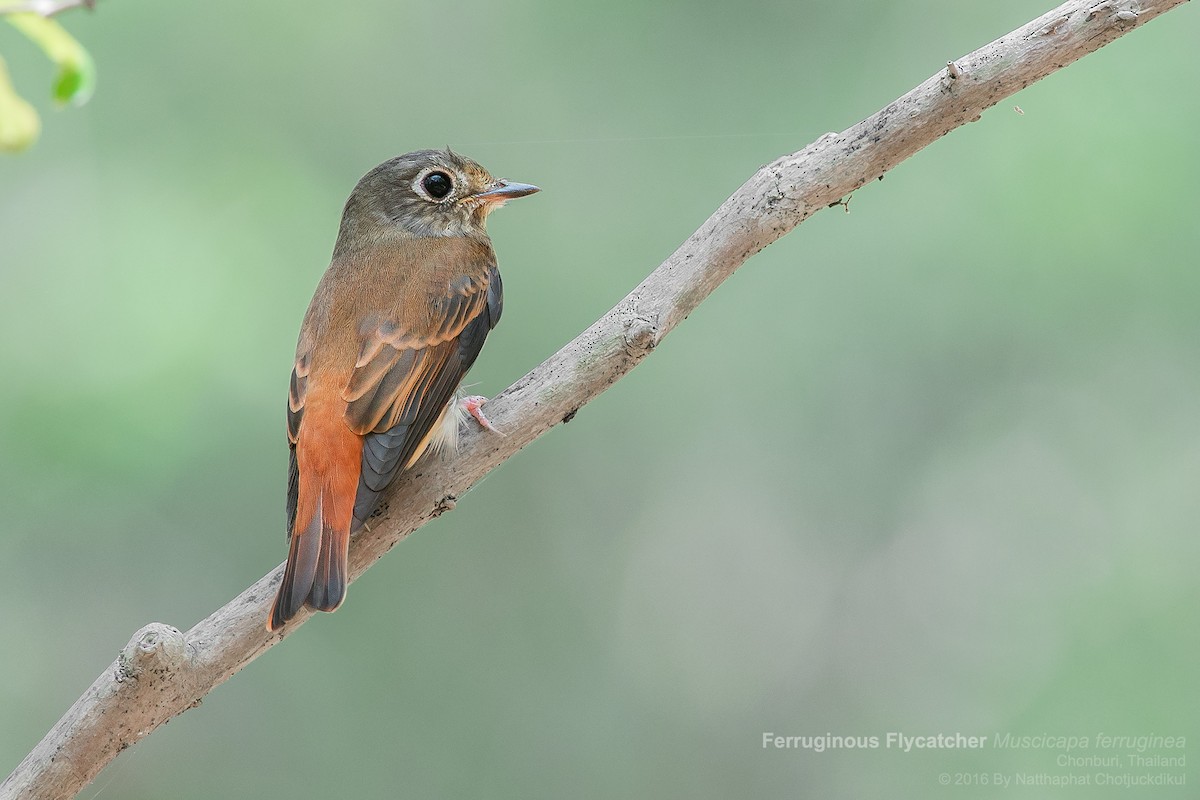 Ferruginous Flycatcher - ML49903851