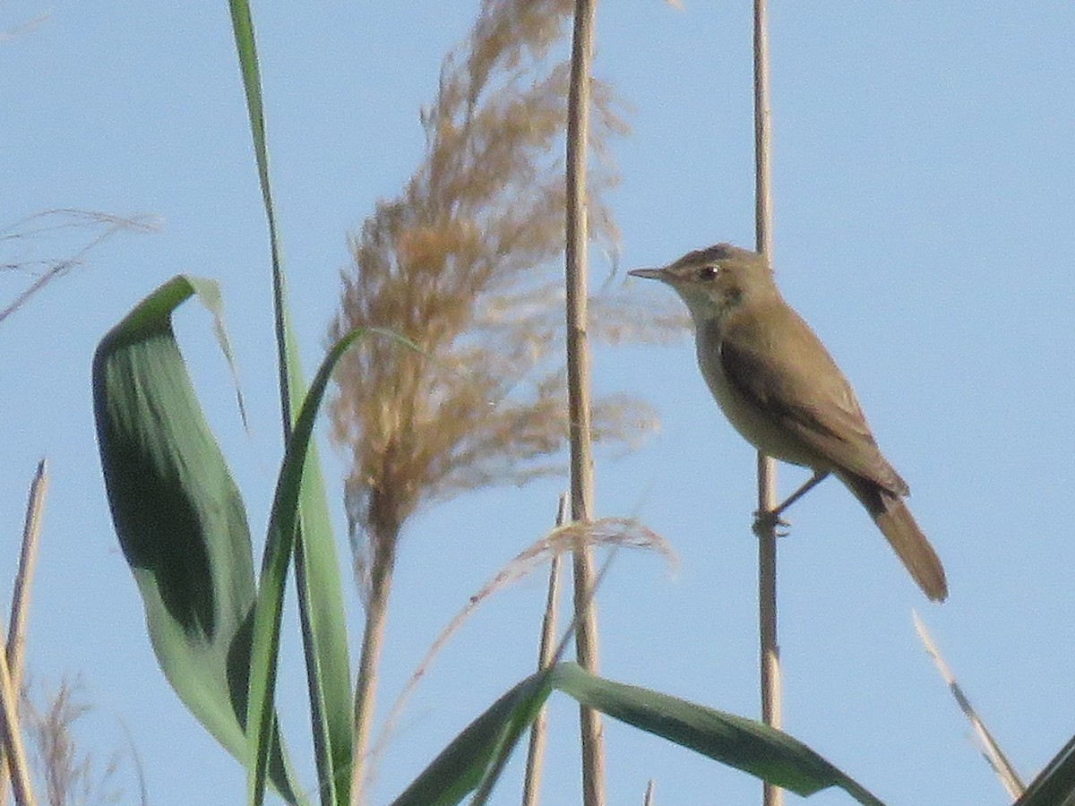 Common Reed Warbler - Dorna Mojab