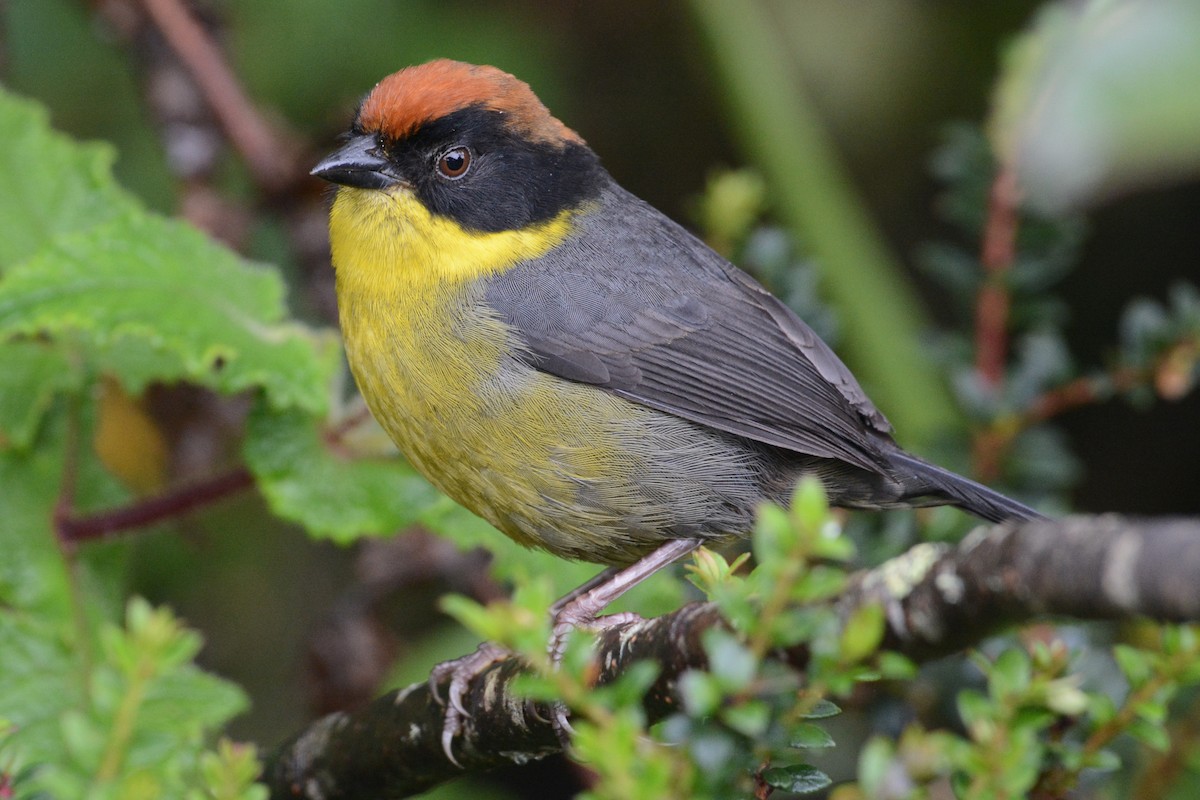 Yellow-breasted Brushfinch - Patrick Maurice