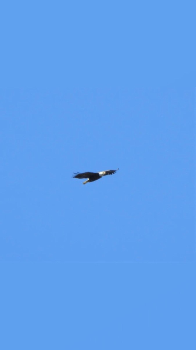 Bald Eagle - ML499050511