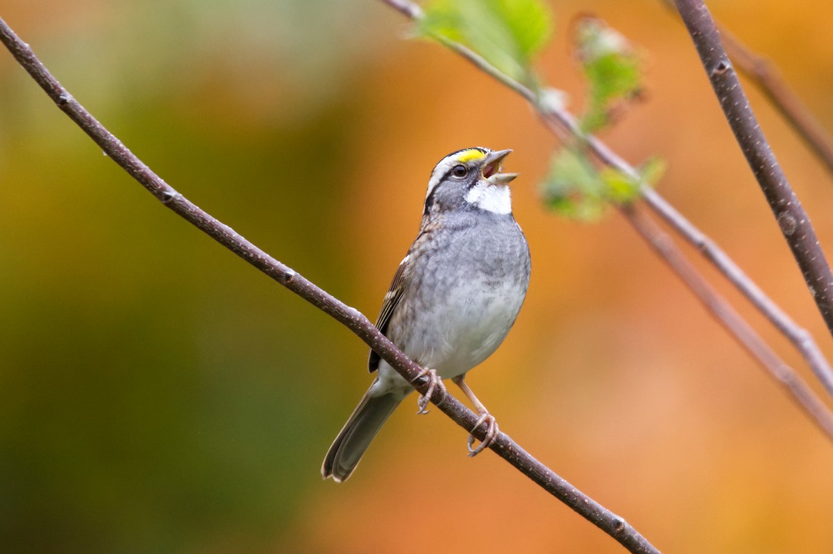 White-throated Sparrow - ML499052691