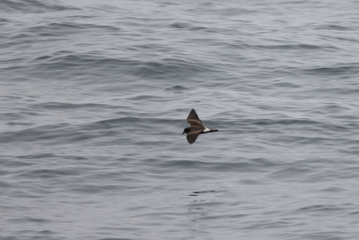 Leach's Storm-Petrel - ML499052931