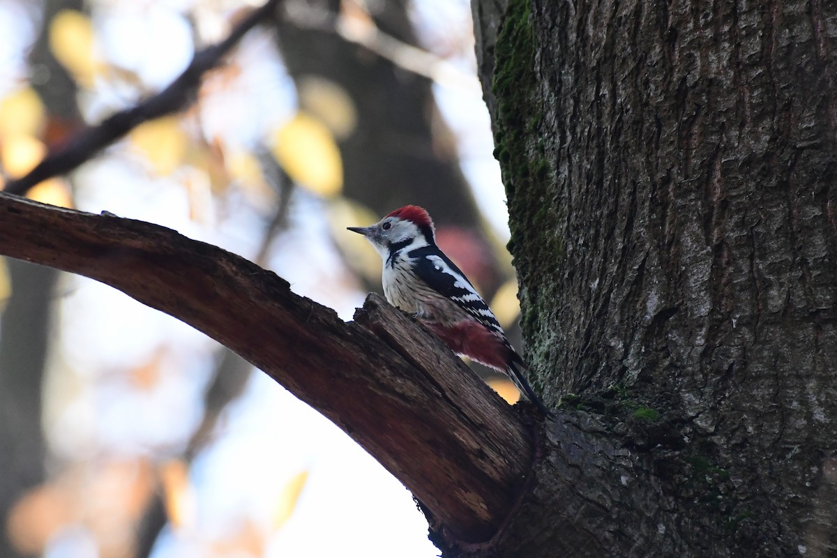 Middle Spotted Woodpecker - ML499053921