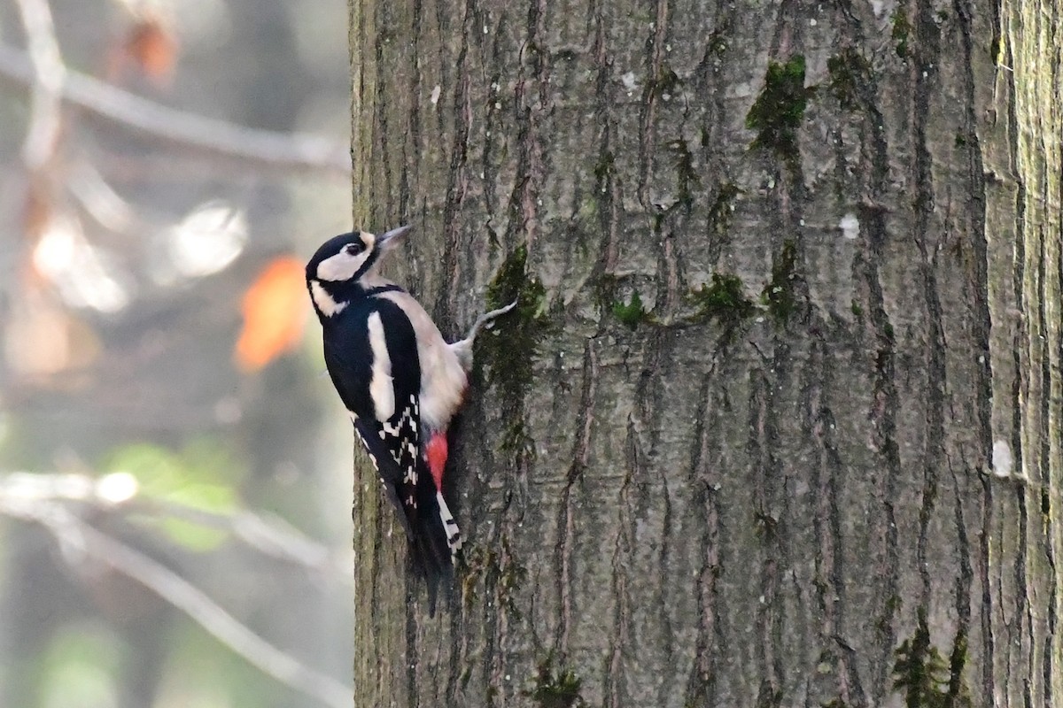 Great Spotted Woodpecker - ML499053971