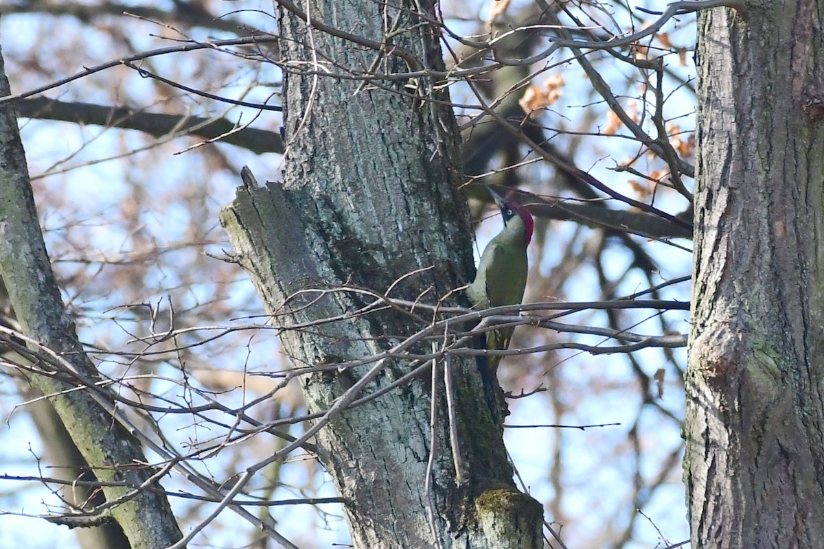 Eurasian Green Woodpecker - ML499054071