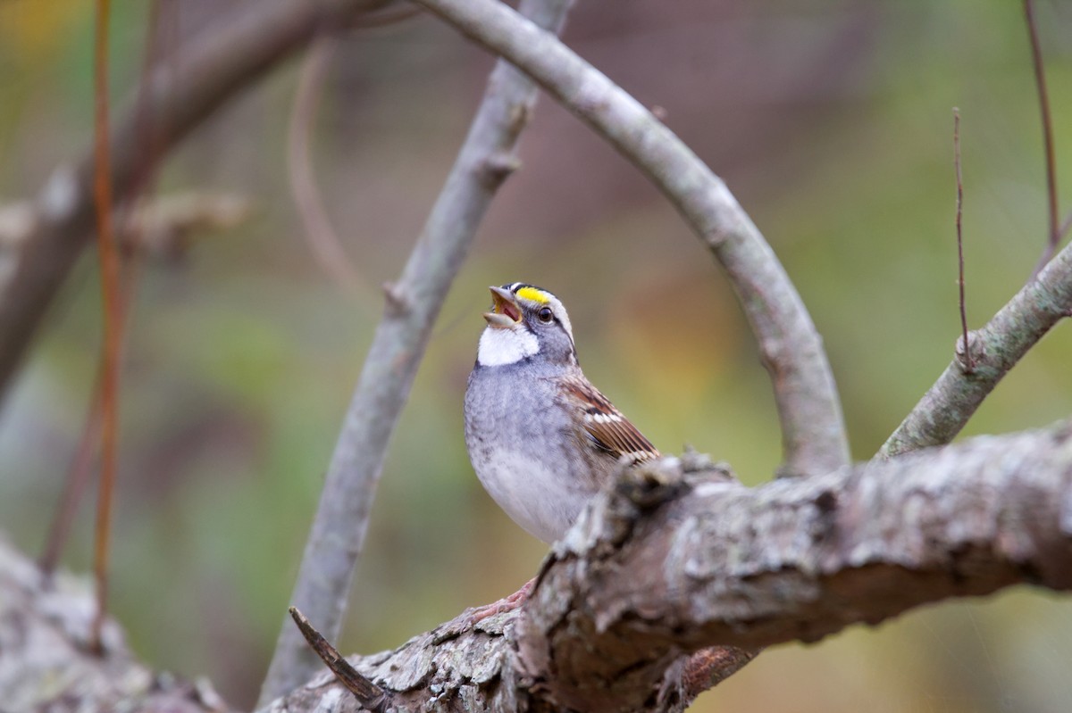 White-throated Sparrow - ML499054241