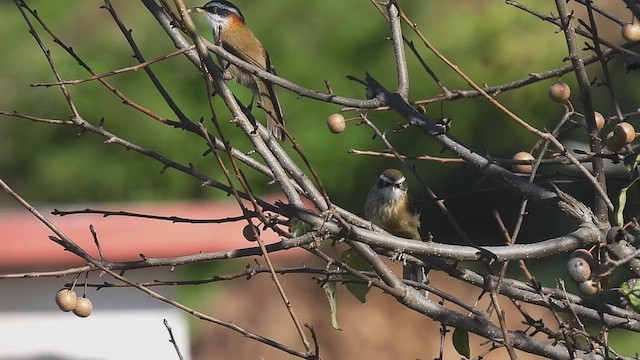 Streak-breasted Scimitar-Babbler - ML499054661